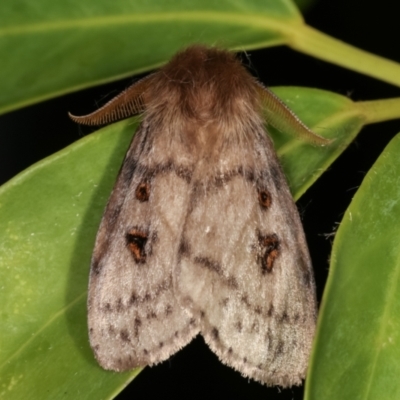 Leptocneria reducta (White cedar moth) at Melba, ACT - 30 Jan 2021 by kasiaaus