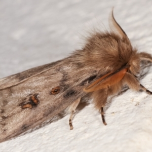 Leptocneria reducta at Melba, ACT - 31 Jan 2021