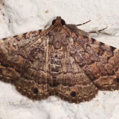 Diatenes aglossoides (An Erebid Moth) at Melba, ACT - 31 Jan 2021 by kasiaaus