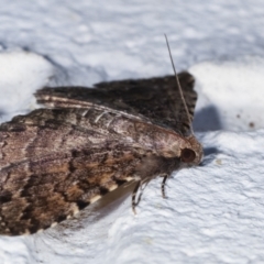 Diatenes aglossoides at Melba, ACT - 31 Jan 2021 12:26 AM