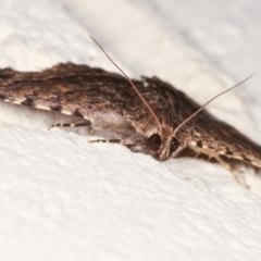 Diatenes aglossoides at Melba, ACT - 31 Jan 2021 12:26 AM