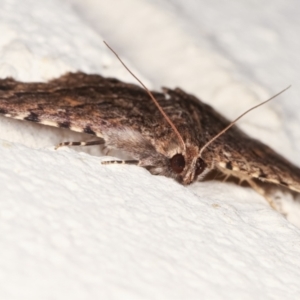 Diatenes aglossoides at Melba, ACT - 31 Jan 2021 12:26 AM