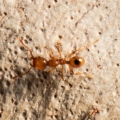 Pheidole sp. (genus) (Seed-harvesting ant) at Point 85 - 3 Feb 2021 by Roger