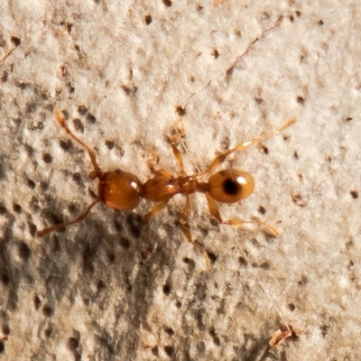 Pheidole sp. (genus) (Seed-harvesting ant) at Bruce, ACT - 4 Feb 2021 by Roger