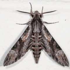 Agrius convolvuli (Convolvulus Hawk Moth) at Melba, ACT - 31 Jan 2021 by kasiaaus