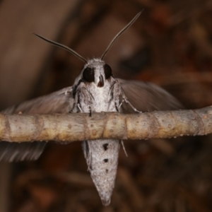 Agrius convolvuli at Melba, ACT - 31 Jan 2021 12:35 AM