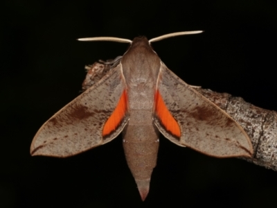 Hippotion scrofa (Coprosma Hawk Moth) at Melba, ACT - 30 Jan 2021 by kasiaaus