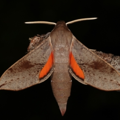 Hippotion scrofa (Coprosma Hawk Moth) at Melba, ACT - 30 Jan 2021 by kasiaaus