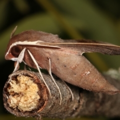 Hippotion scrofa at Melba, ACT - 31 Jan 2021