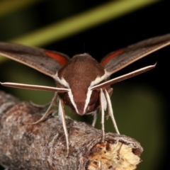 Hippotion scrofa at Melba, ACT - 31 Jan 2021