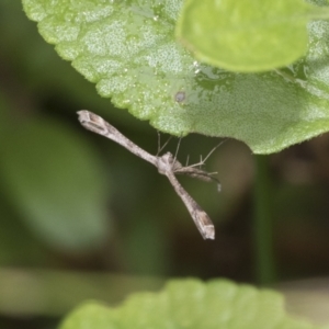 Stenoptilodes taprobanes at Higgins, ACT - 5 Feb 2021