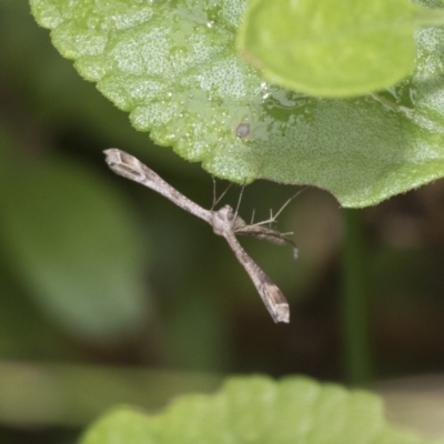 Stenoptilodes taprobanes (Plume Moth) at Higgins, ACT - 4 Feb 2021 by AlisonMilton