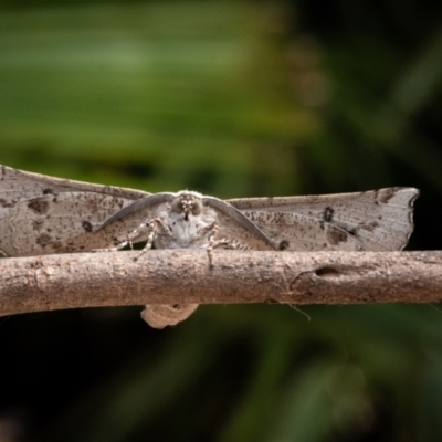 Circopetes obtusata (Grey Twisted Moth) at Melba, ACT - 30 Dec 2020 by Caric