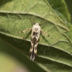 Stathmopoda melanochra (An Oecophorid moth (Eriococcus caterpillar)) at Higgins, ACT - 5 Feb 2021 by AlisonMilton