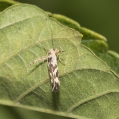 Stathmopoda melanochra at Higgins, ACT - 5 Feb 2021