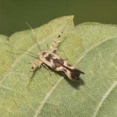 Stathmopoda melanochra at Higgins, ACT - 5 Feb 2021