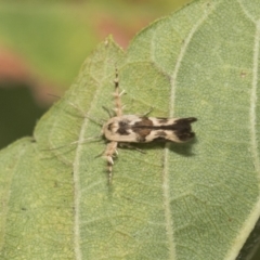 Stathmopoda melanochra at Higgins, ACT - 5 Feb 2021