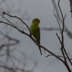 Melopsittacus undulatus (Budgerigar) at Holt, ACT - 1 Jan 2021 by Caric