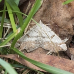 Dissomorphia australiaria (Dashed Geometrid, Ennominae) at Higgins, ACT - 4 Feb 2021 by AlisonMilton