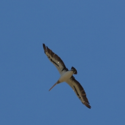 Pelecanus conspicillatus (Australian Pelican) at Cook, ACT - 6 Feb 2021 by Tammy