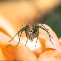 Oxyopes (genus) (Lynx spider) at Macgregor, ACT - 6 Feb 2021 by Roger