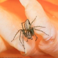 Oxyopes sp. (genus) at Macgregor, ACT - 6 Feb 2021