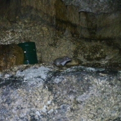 Antechinus agilis (Agile Antechinus) at Mount Clear, ACT - 19 Jan 2021 by ChrisHolder