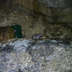 Antechinus agilis (Agile Antechinus) at Namadgi National Park - 18 Jan 2021 by ChrisHolder