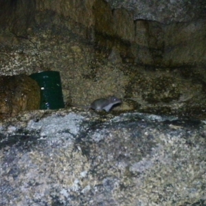 Antechinus agilis at Mount Clear, ACT - 19 Jan 2021