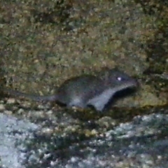 Antechinus agilis at Mount Clear, ACT - 19 Jan 2021