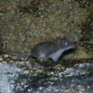 Antechinus agilis at Mount Clear, ACT - 19 Jan 2021