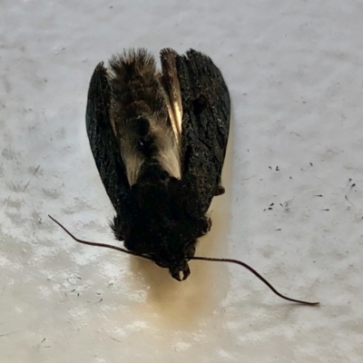 Neumichtis nigerrima (Black Turnip Moth) at Aranda, ACT - 6 Feb 2021 by KMcCue