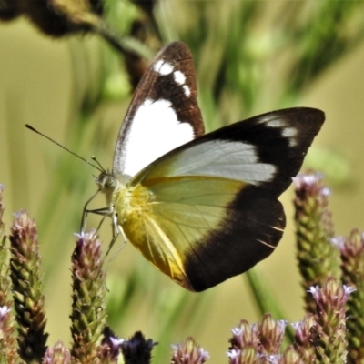 Appias paulina (Yellow albatross) at Gigerline Nature Reserve - 6 Feb 2021 by JohnBundock