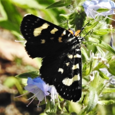 Phalaenoides tristifica (Willow-herb Day-moth) at Gigerline Nature Reserve - 6 Feb 2021 by JohnBundock