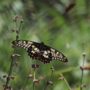 Papilio anactus at Cook, ACT - 6 Feb 2021