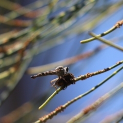 Cerdistus sp. (genus) (Yellow Slender Robber Fly) at Parkes, ACT - 2 Feb 2021 by Tammy