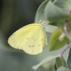 Eurema smilax (Small Grass-yellow) at Higgins, ACT - 6 Feb 2021 by AlisonMilton