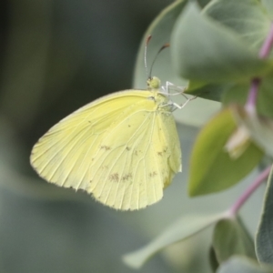 Eurema smilax at Higgins, ACT - 6 Feb 2021