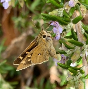 Trapezites luteus at Murrumbateman, NSW - 6 Feb 2021