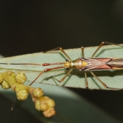 Rayieria acaciae at Watson, ACT - 5 Feb 2021 11:49 AM