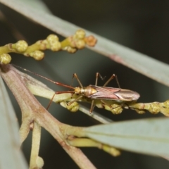 Rayieria acaciae at Watson, ACT - 5 Feb 2021