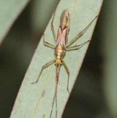 Rayieria acaciae at Watson, ACT - 5 Feb 2021 11:49 AM