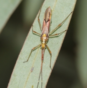 Rayieria acaciae at Watson, ACT - 5 Feb 2021