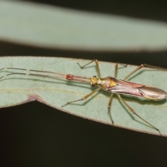 Rayieria acaciae at Watson, ACT - 5 Feb 2021 11:49 AM