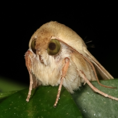 Helicoverpa armigera (Cotton bollworm, Corn earworm) at Melba, ACT - 31 Jan 2021 by kasiaaus