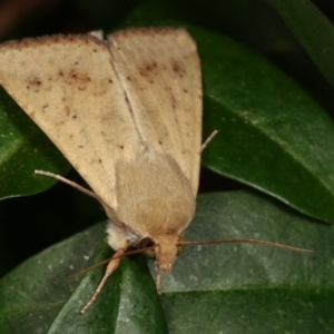 Helicoverpa armigera at Melba, ACT - 31 Jan 2021 10:54 PM