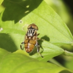 Eristalinus punctulatus (Golden Native Drone Fly) at Higgins, ACT - 30 Jan 2021 by AlisonMilton