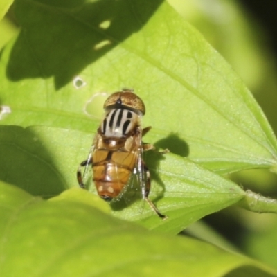 Eristalinus punctulatus (Golden Native Drone Fly) at Higgins, ACT - 30 Jan 2021 by AlisonMilton