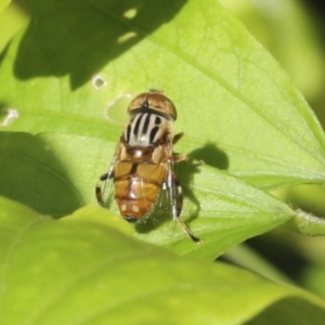 Eristalinus punctulatus at Higgins, ACT - 30 Jan 2021