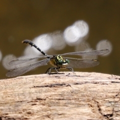 Hemigomphus gouldii (Southern Vicetail) at Cotter Reserve - 2 Feb 2021 by RodDeb